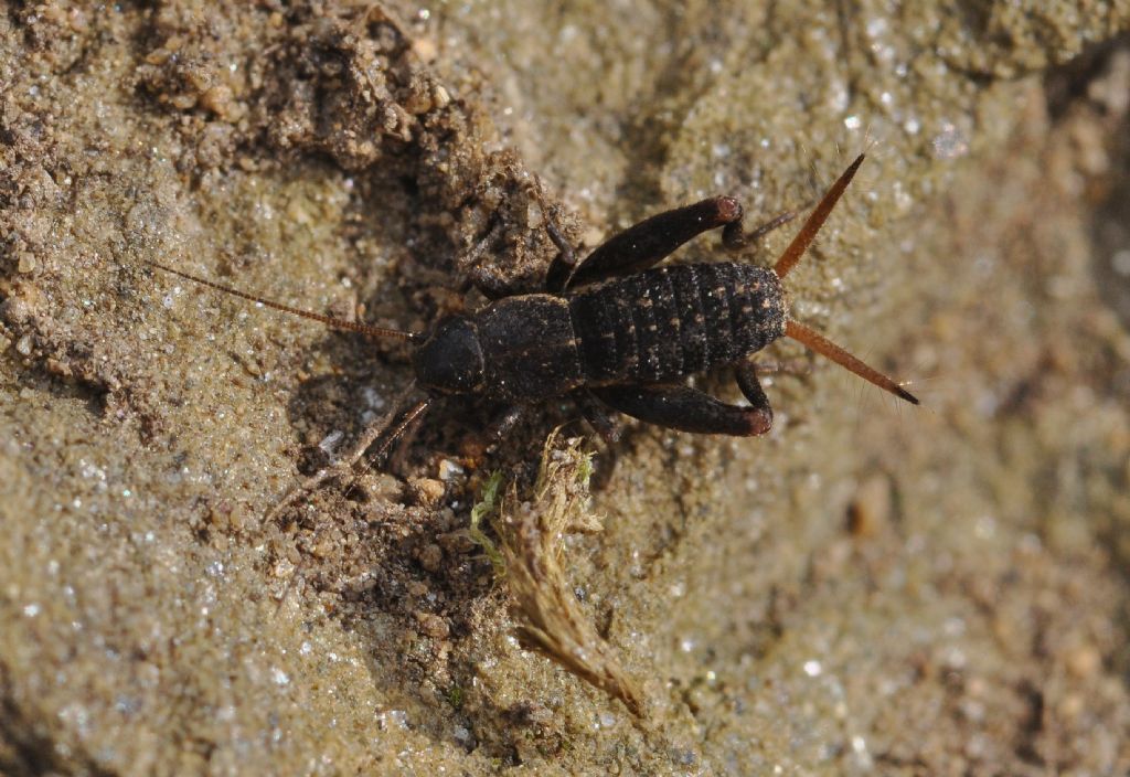 Mogoplistes brunneus: (Mogoplistidae)